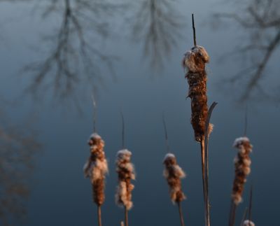 Cattails at the pond, with morning light