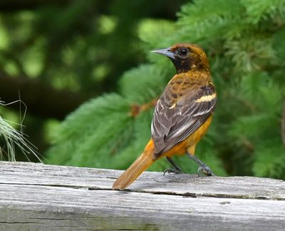 One year old Baltimore Oriole