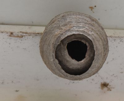 New surveillance camera.....actually a paper wasp nest, about the size of a baseball