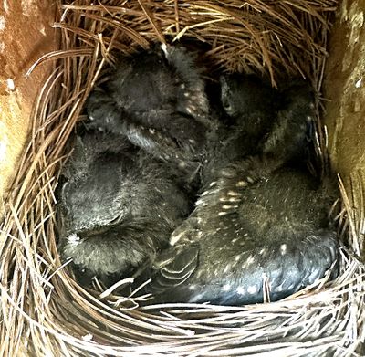 4 Young Bluebirds