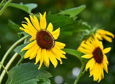Volunteer Sunflowers in our Garden
