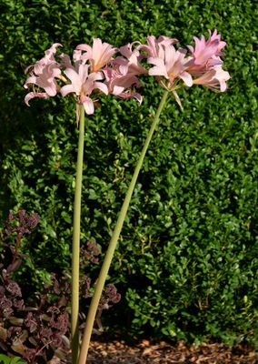 Naked Ladies (Amaryllis Belladonna)
