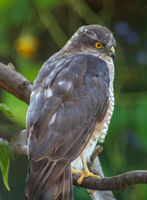 Sparrowhawk IMG_9267.jpg