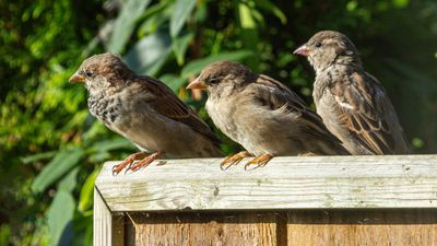 Sparrows IMG_9280.jpg