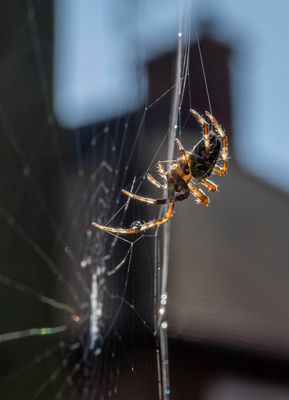 Garden Spider - Araneus diadematus IMG_0299.jpg