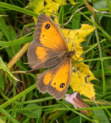 Gatekeeper IMG_4667.jpg