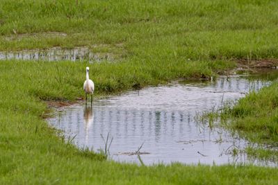 Egret IMG_7274.jpg