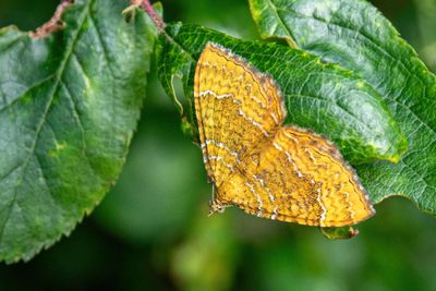 Yellow Shell Moth Camptogramma bilineata IMG_7909.jpg
