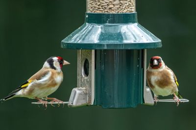 Goldfinch IMG_5299.jpg