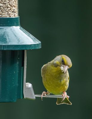 Greenfinch IMG_5326.jpg