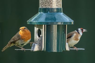 Robin Goldfinch IMG_5288.jpg