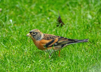 Chaffinch IMG_9358.jpg