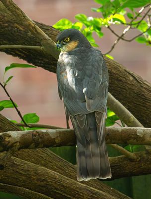 Sparrowhawk IMG_9438.jpg