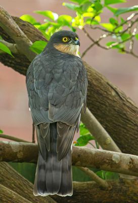 Sparrowhawk IMG_9448.jpg