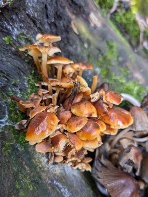 Flamulina velutipes PXL_20241017_122150523.jpg