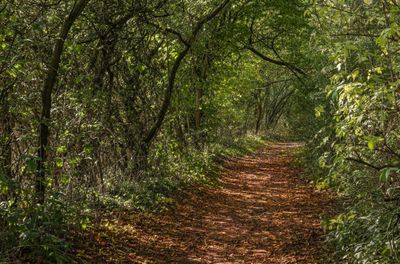 Nutwood IMG_2539.jpg