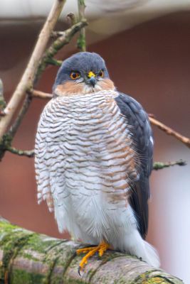 Sparrowhawk IMG_4309.jpg