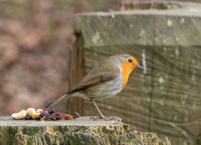 Robin IMG_5963.jpg