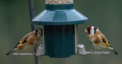 Goldfinch IMG_0073.jpg