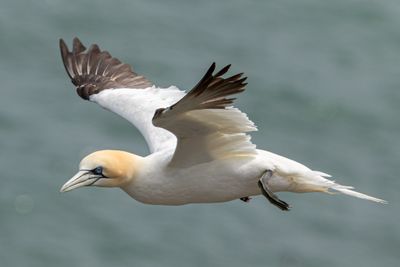 Gannet IMG_0559.jpg