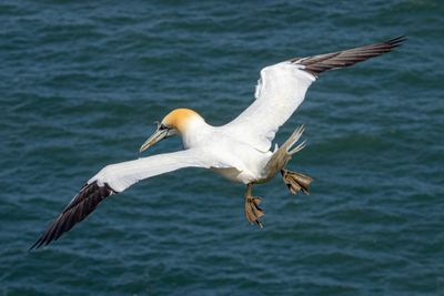 Gannet IMG_0627.jpg