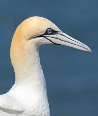 Gannet IMG_0646.jpg