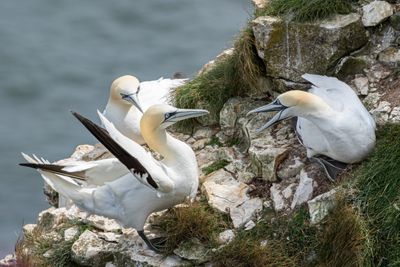 Gannets IMG_0555.jpg
