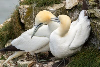 Gannets IMG_0572.jpg