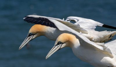 Gannets IMG_0663.jpeg