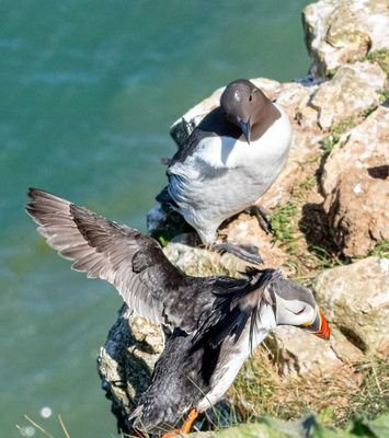 Guillemot and Puffin IMG_0690.jpeg
