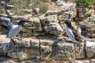 Guillemot and Razorbill IMG_0670.jpg