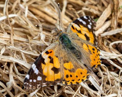Painted Lady IMG_0734.jpg