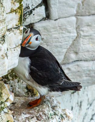 Puffin IMG_0815.jpg