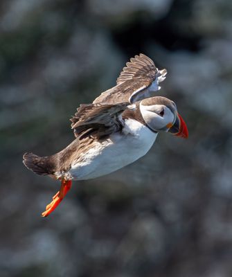 Puffin IMG_0844.jpeg