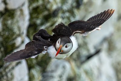 Bempton