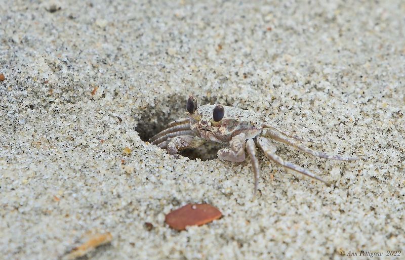 Atlantic-Ghost-Crab---Ocracoke---DSC02199.jpg