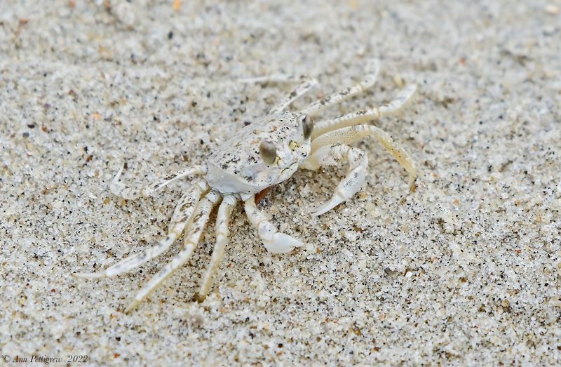 Atlantic Ghost Crab
