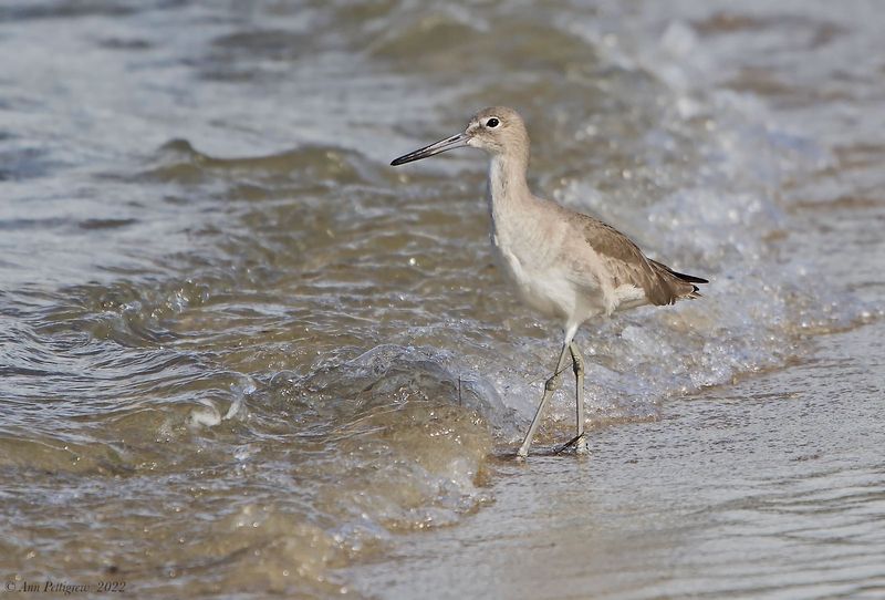 Willet