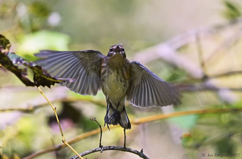 Yellow-rumped Warbler and Gnat
