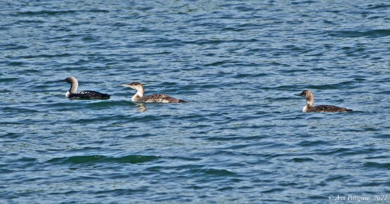 Pacific Loon and Common Loons