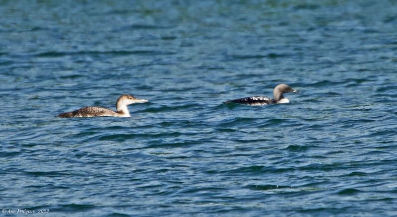 Pacific Loon and Common Loons