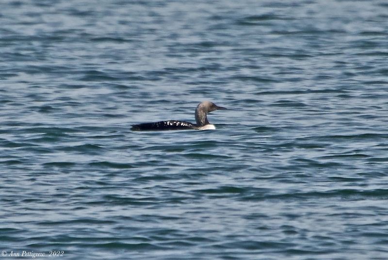 Pacific Loon