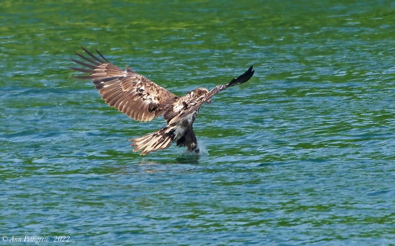 Bald Eagle