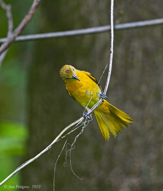 Baltimore Oriole- female