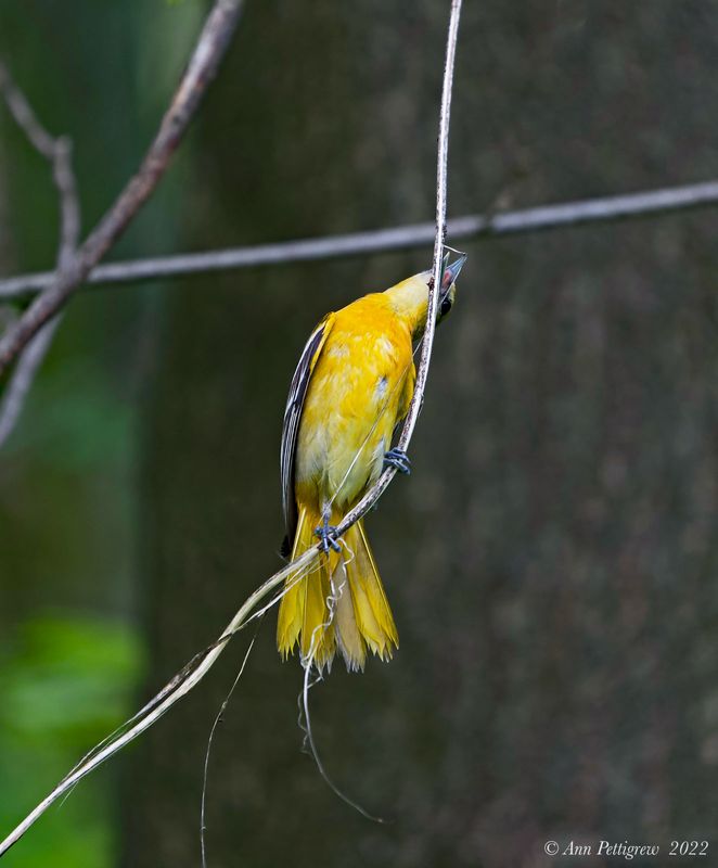 Baltimore Oriole- female