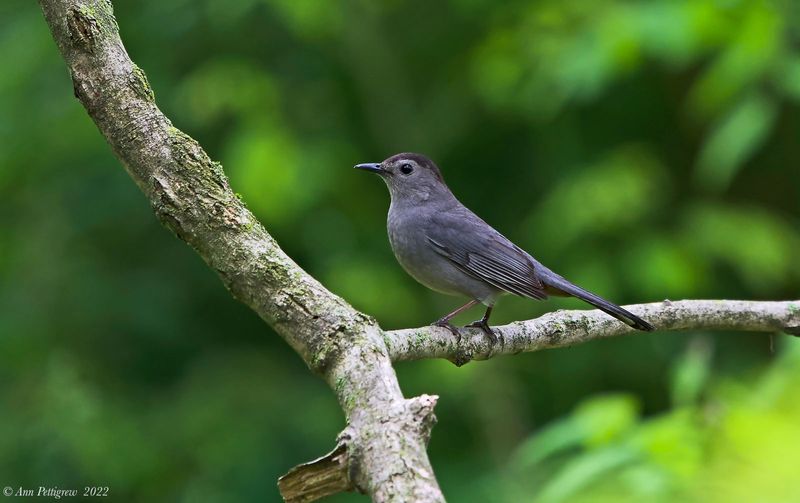 Gray Catbird
