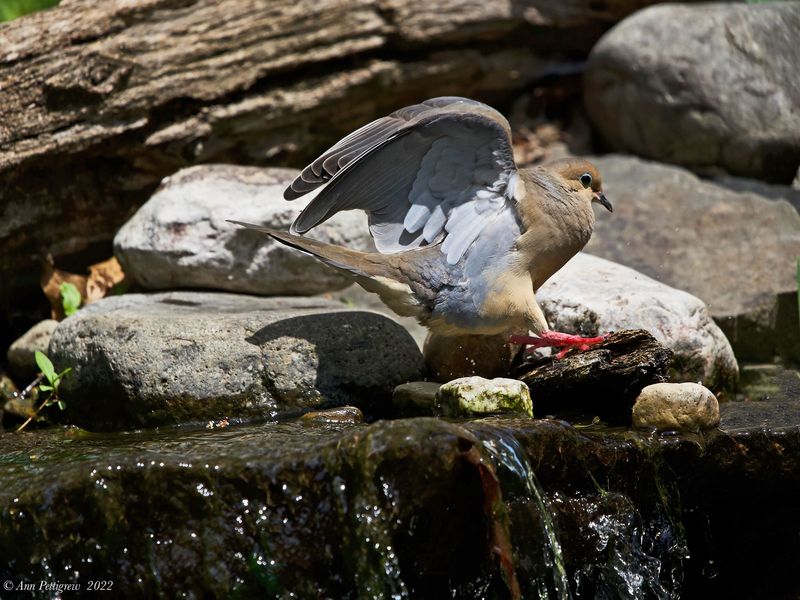 Mourning Dove