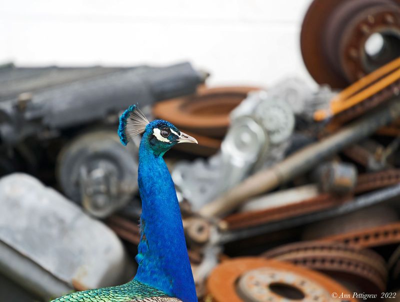 Peacock in a Junkyard
