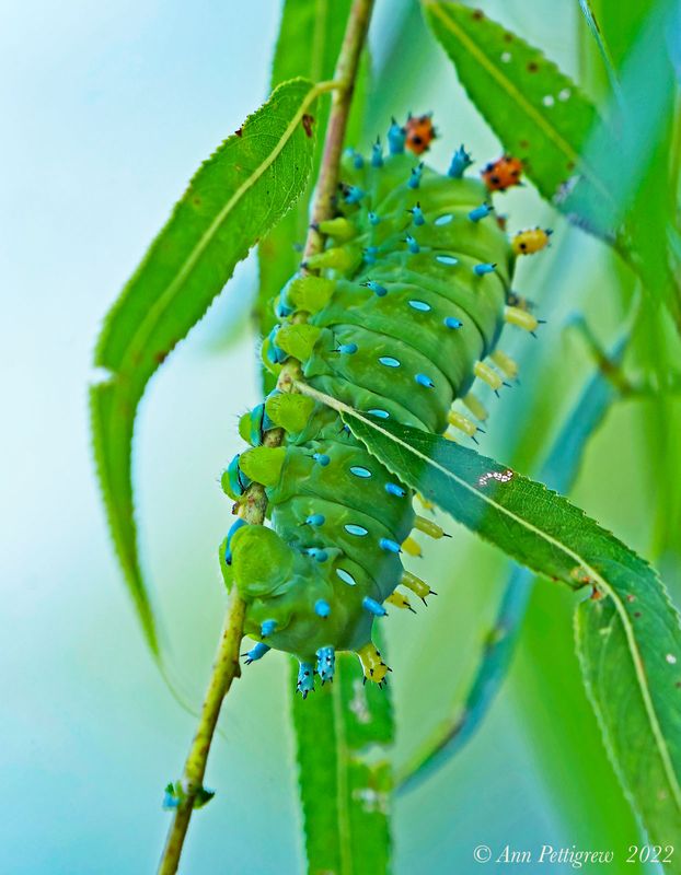 Cecropia Moth Caterpillar