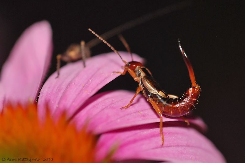 Spine-tailed-Earwig-(Doru-aculeatum)---0057.jpg